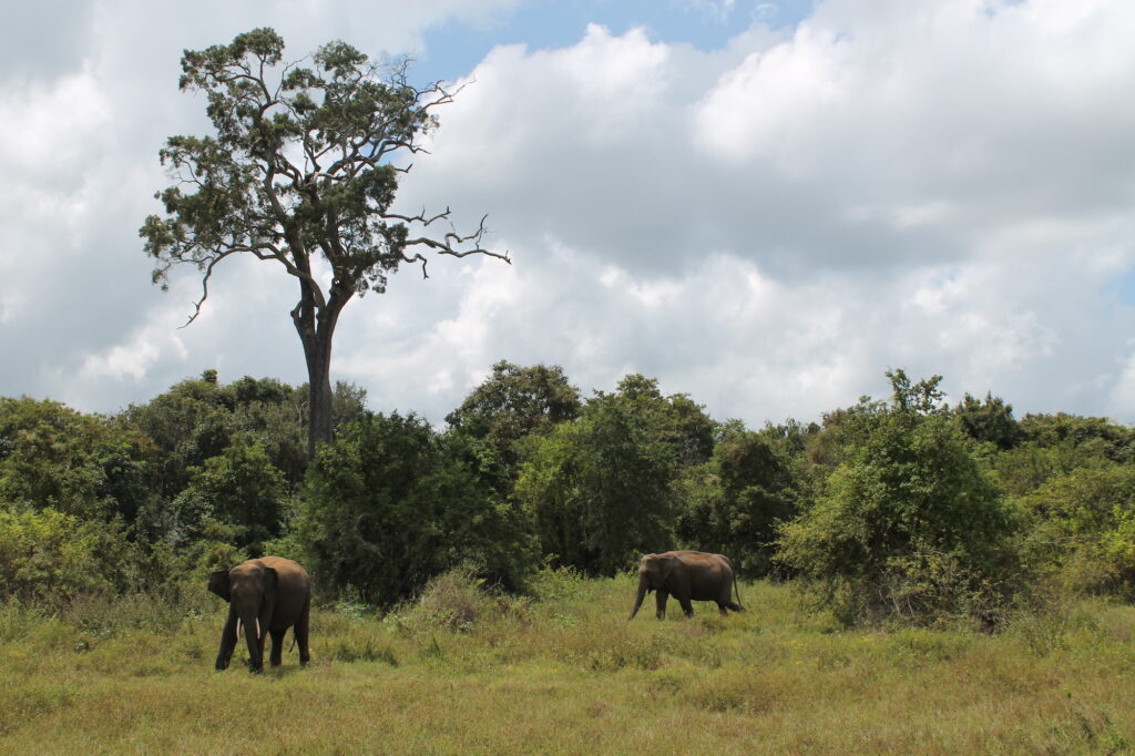 elephants in Kaudulla National Park