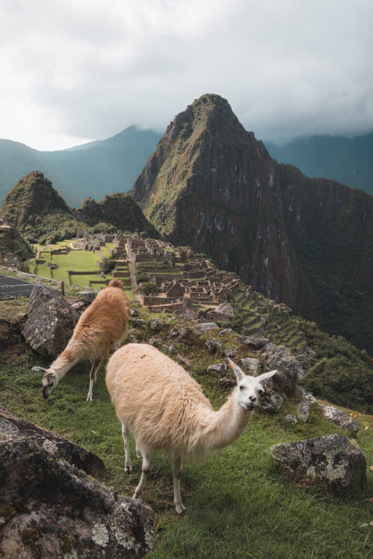llama in Machu Picchu