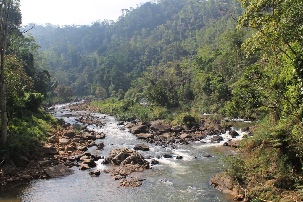 Sinharaja rainforest