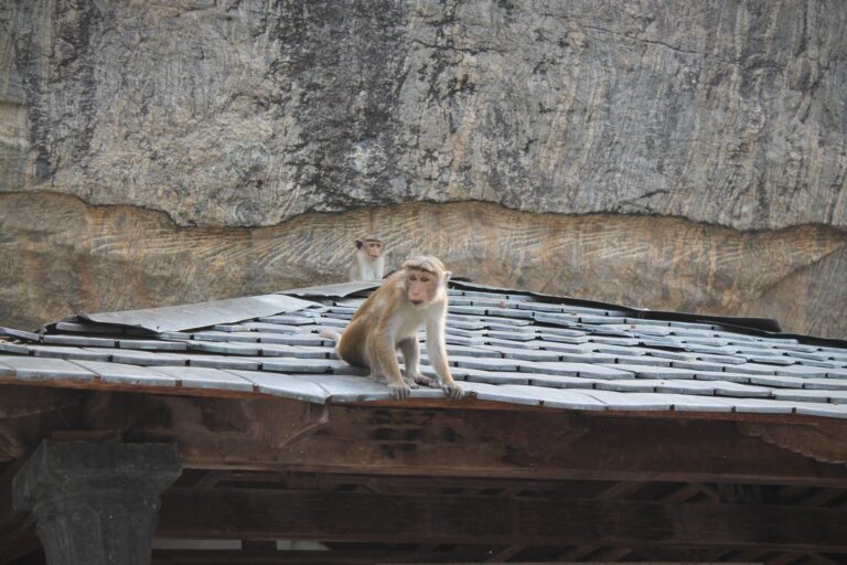 monkey outside Dambulla cave temple