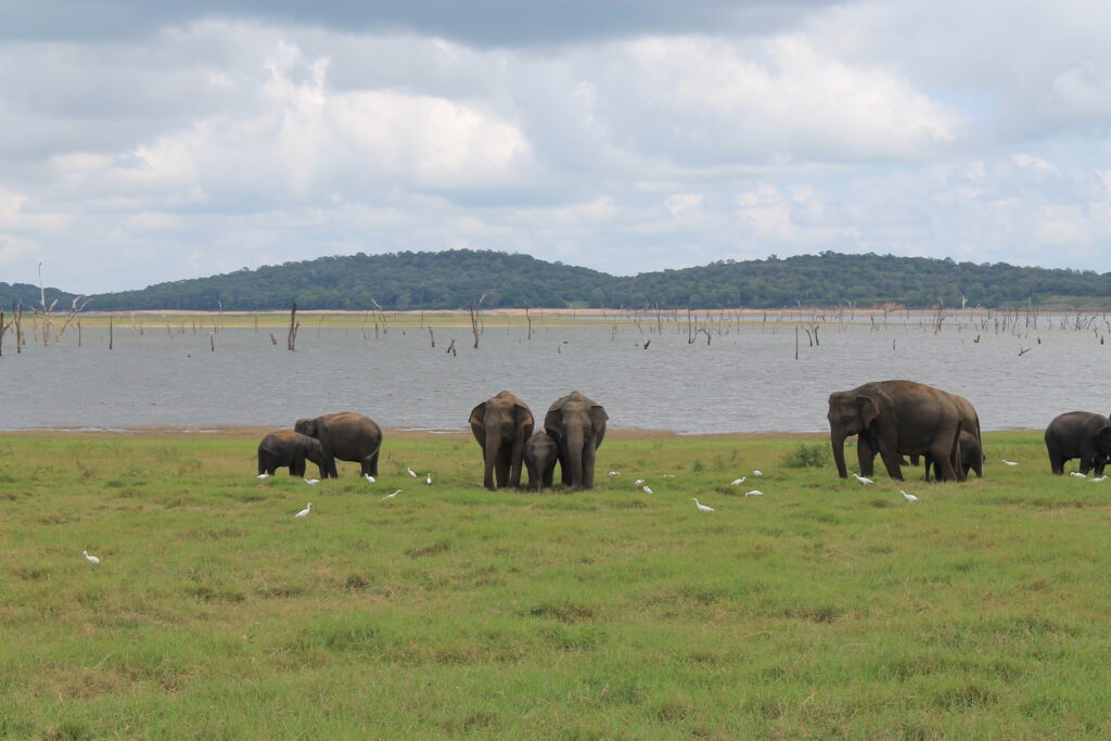 elephants at Kaudulla National Park