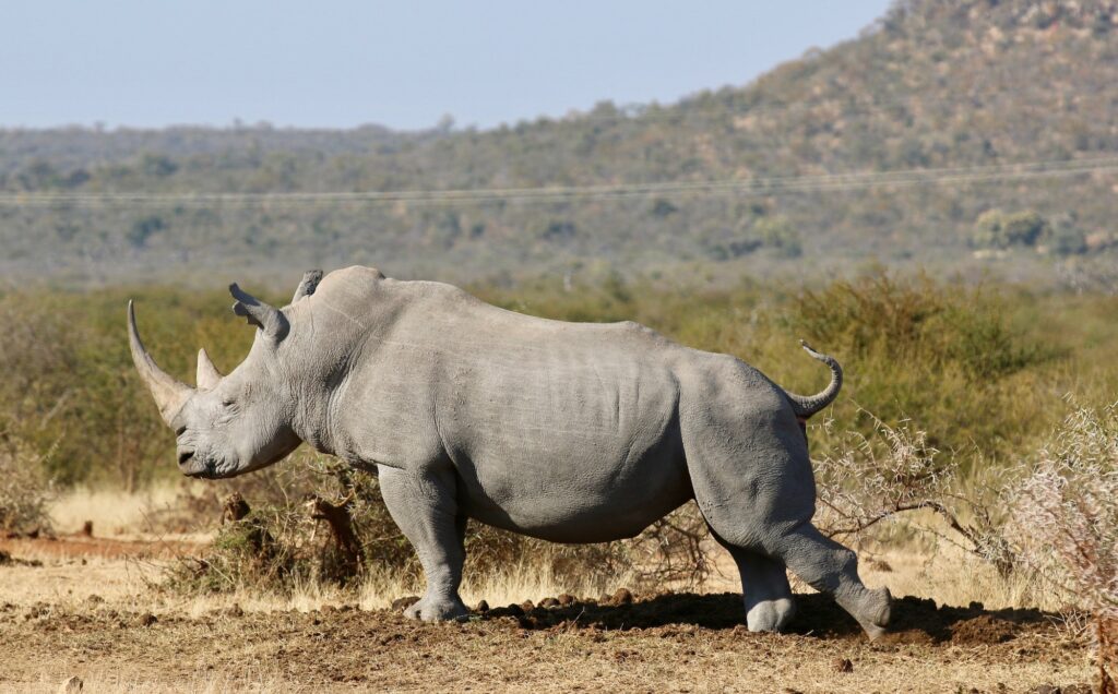 rhino in plains