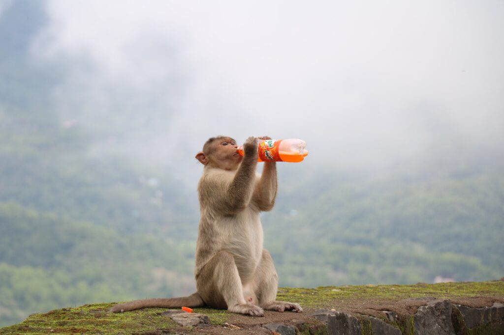 monkey drinking soda